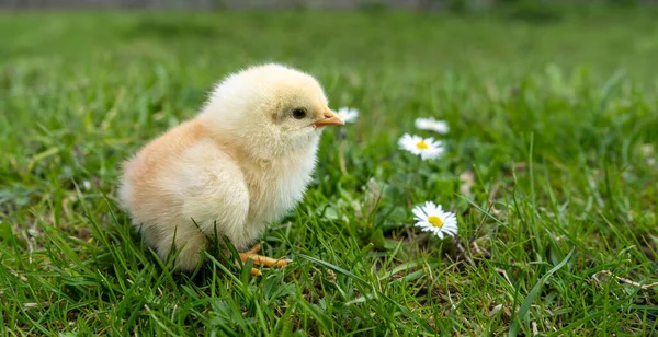 Small newborn chick stands on green grass next to white flowers. Spring mood. Background for an Easter greeting or a postcard — Foto de Stock