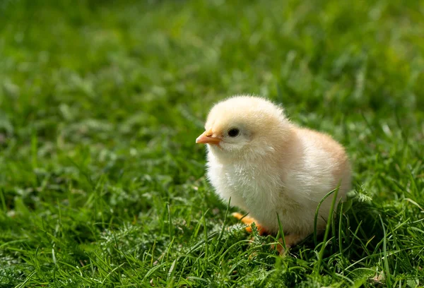 Small newborn chick stands on green grass. Spring mood. Background for an Easter greeting or a postcard. — Foto de Stock