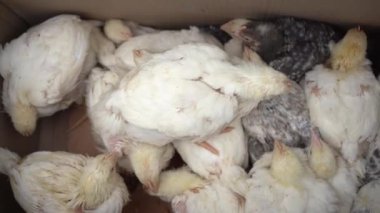 Izgara tavuklar karton bir kutunun içinde otururlar. Satılık kuluçka tavukları. Tarım. Çiftçilik. Kümes hayvanları çiftliği