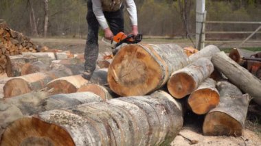 Ağaçları testereyle kesen oduncu. Elektrikli testereyle kış için odun topluyorum.