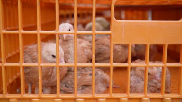 Cute chicks in a large plastic transport box. Agro-industrial hatchery — Stock video