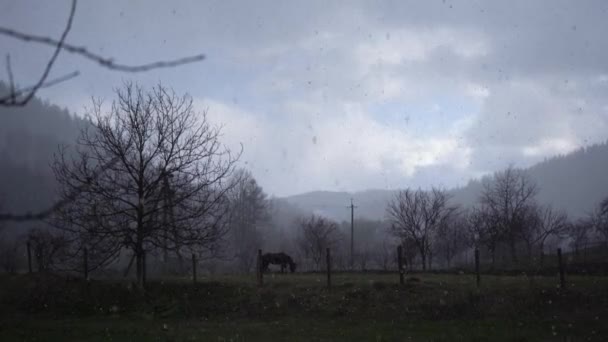 Lonely horse on a scary field during a snowfall. Moody snow and fog. Mystical fantasy. Halloween atmosphere. Horor like scenery. Dark moody landscape with horse. Mysterious landscape — Wideo stockowe