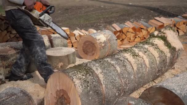 Egy favágó láncfűrésszel fűrészeli a rönköt, tűzifát szüretel téli fűtésre. Éles pengéjű kézi láncfűrész — Stock videók