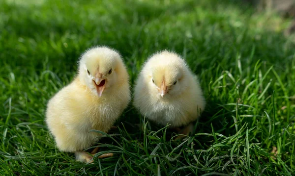 Small newborn chicks stands on green grass. Spring mood. Background for an Easter greeting or a postcard — ストック写真