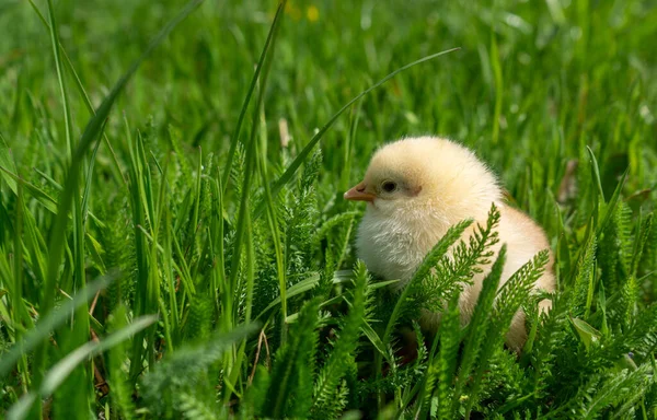 Small newborn chick stands on green grass. Spring mood. Background for an Easter greeting or a postcard. — Stock Photo, Image