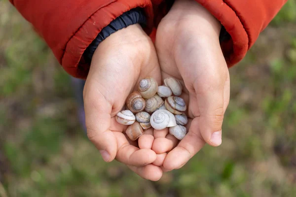 Childs hands close-up. The child holds seashells collected — Stok Foto