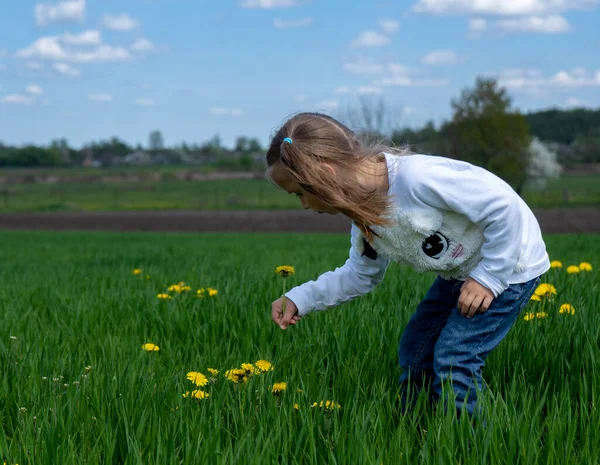Gadis kecil yang lucu memetik bunga kuning di lapangan hijau pada hari yang cerah — Stok Foto