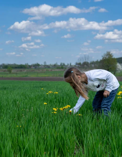 Cute little girl picking yellow flowers on a green field on sunny day — Stok Foto