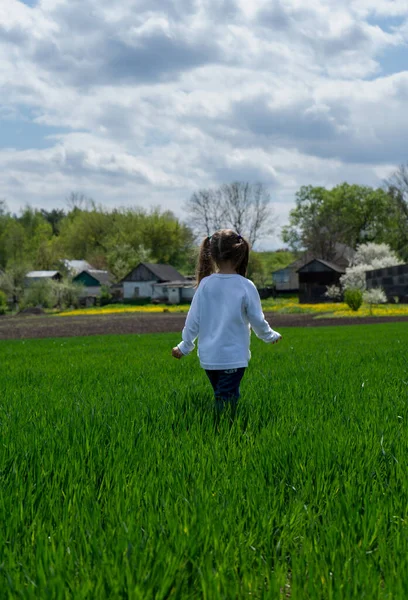 Gadis kecil berjalan melalui lapangan gandum hijau muda. Rumah pedesaan di latar belakang. Pemandangan musim semi, pemandangan dari belakang. — Stok Foto