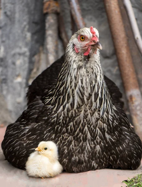 Black mother hen and little yellow chick sit and look in different directions — Foto de Stock