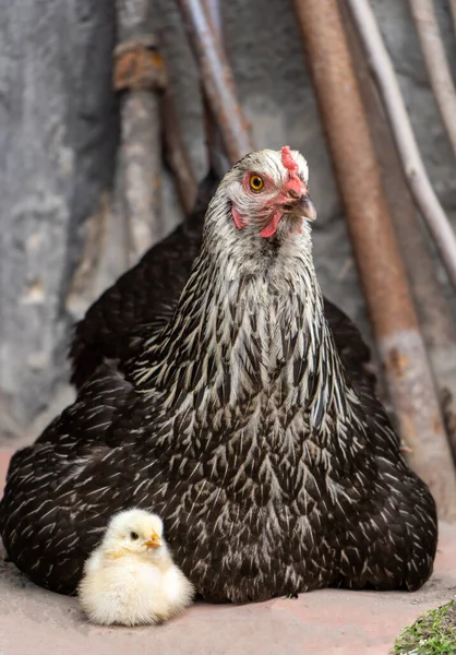 Black mother hen and little yellow chick sit and look in the same direction — Foto de Stock