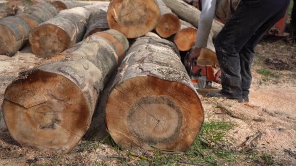 Woodcutter sawing trees with chainsaw. Harvesting logs for the winter with an electric saw — Video Stock