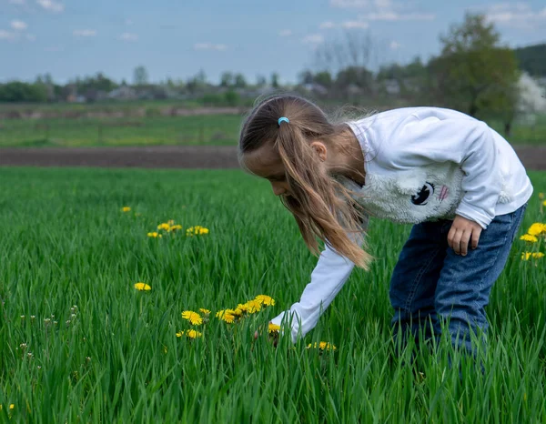 Gadis kecil yang lucu memetik bunga kuning di lapangan hijau pada hari yang cerah — Stok Foto