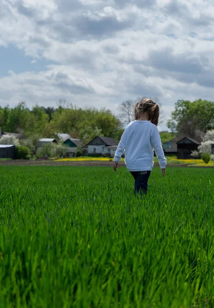 Gadis kecil berjalan melalui lapangan gandum hijau muda. Rumah pedesaan di latar belakang. Pemandangan musim semi, pemandangan dari belakang. — Stok Foto