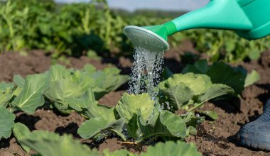Bir yaz günü bahçede lahana sulamak. Sebze yataklarına bakmak, bahçeyi sulamak, lahana hasadı. Yüksek kalite fotoğraf