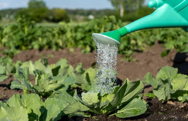 A plastic watering can pours water over vegetable beds against the backdrop of growing juicy leaves of cabbage. Close-up of a bed of Peking cabbage, which is watered from a watering can. High quality