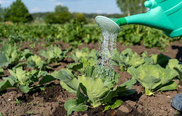 Plastik Vanding Kan Hælde Vand Grøntsagsbede Baggrund Voksende Saftige Blade - Stock-foto