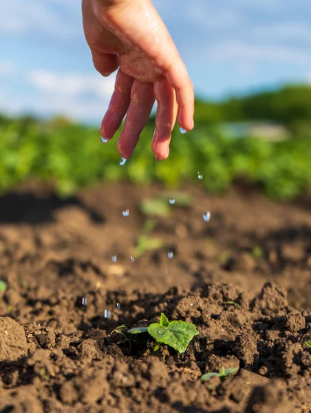 Vand Drypper Fra Fingrene Lille Pige Plante Hånd Pleje Vanding - Stock-foto