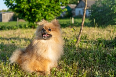 Küçük kırmızı köpek yavrusu Spitz çimlerin üzerinde oturuyor ve yukarı bakıyor. Yüksek kalite fotoğraf