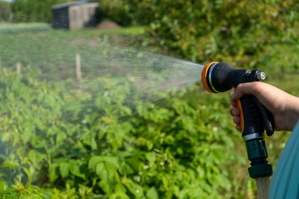 Tangan Memegang Selang Air Mengairi Tanaman Berkebun Keangkuhan Perawatan Foto — Stok Foto