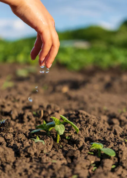 Water dripping from the fingers of a little girl on a plant. Hand nurturing and watering young baby plants growing. High quality photo