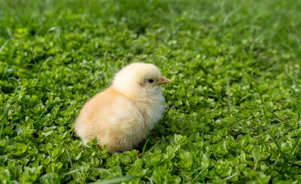 Klein Pasgeboren Kuiken Staat Groen Gras Voorjaarsstemming Achtergrond Voor Een — Stockfoto