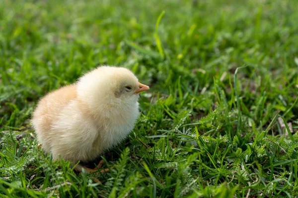 Little yellow newborn chick sleeps in green grass. Spring mood. Background for an Easter greeting or a postcard. High quality photo