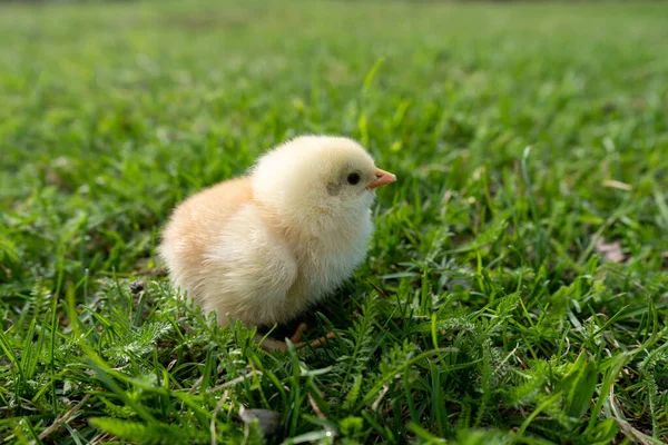 Small newborn chick stands on green grass. Spring mood. Background for an Easter greeting or a postcard. . High quality photo