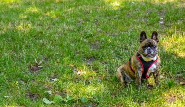 Parkta yeşil çimlerde oturan Fransız bulldog köpeği. Yüksek kalite fotoğraf
