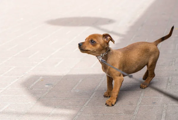 Little cute dog on street looking sad worried bored uncertain anxious anxious uneasy distressed nervous tense. copy-paste space. cruelty to animals. High quality photo