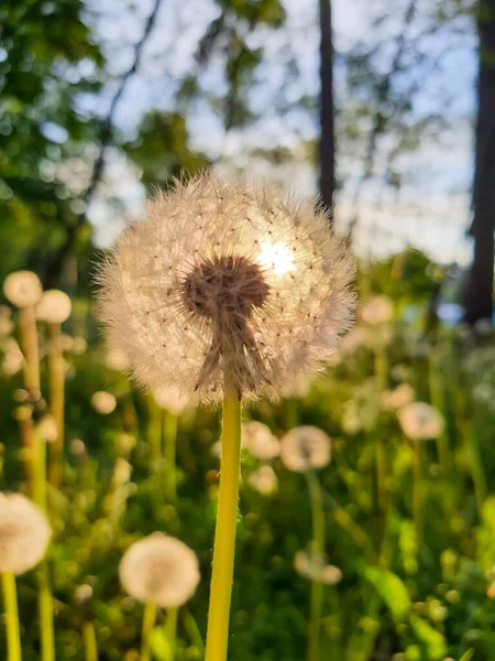 Bud Fechado Dente Leão Contexto Verde Dandelion Flores Brancas Grama — Fotografia de Stock