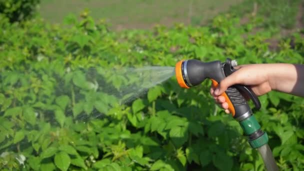 Hand Holding Watering Hose Watering Watering Plants Gardening Care Concept — Stockvideo