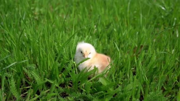 Small Newborn Chick Stands Green Grass Spring Mood High Quality — Stock Video
