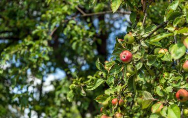Elma ağacının dalında asılı elma. Yazın yapraklı kırmızı elma. Yüksek kalite fotoğraf