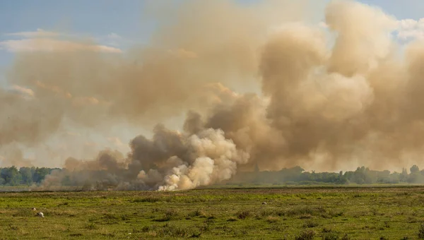 Field fire damages nature, burning grass, natural fires. High quality photo