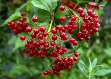 Çalıların üzerinde kırmızı viburum meyveleri. Viburnum böğürtlen ve viburnum yaprakları yazın açık havada. Yüksek kalite fotoğraf