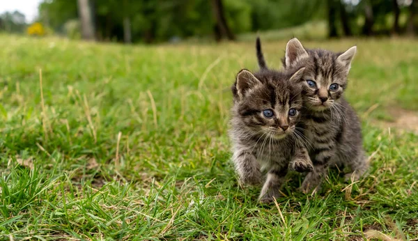 Two Little Kittens Green Grass High Quality Photo — 图库照片