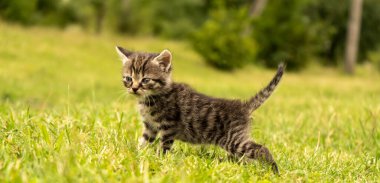 Beautiful cute little grey kitten. High quality photo