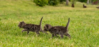 Two small cute gray kittens run on green grass. High quality photo