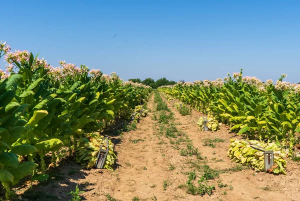 Tobacco field plantation. Gathered heaps of tobacco lie between the rows of flowering bushes of tobacco. High quality photo