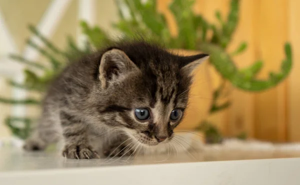 Beautiful Cute Little Gray Kitten Sitting Looking Close High Quality — Stock fotografie
