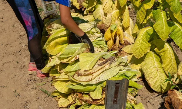 Female Farmer Collects Stacks Tobacco Leaves Pile Loading Tractor Field — Stok Foto