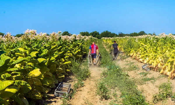 Farmer Boys Dragging Iron Boxes Collect Tobacco Leaves Blooming Tobacco — Stok Foto