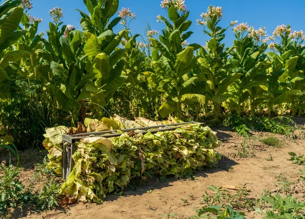 Tobacco field plantation. Gathered heaps of tobacco lie between the rows of flowering bushes of tobacco. High quality photo