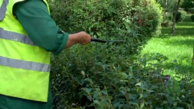 Municipal worker woman pruning overgrown bushes with scissors in park. Concept of topiary. Close-up view of big hedge clippers cutting green boxwood. . High quality 4k footage