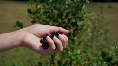 Female hand holding handful of fresh and health blueberries on green background. . High quality 4k footage