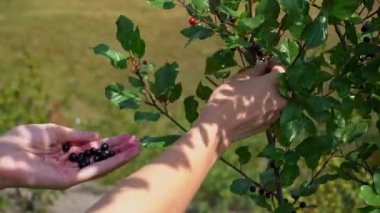 Female hands collect dangerous poisonous berries from a bush. Picking poisonous berries be careful, pay attention. High quality 4k footage