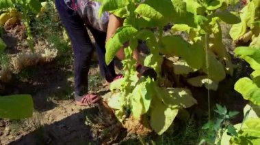 Woman farmer harvesting tobacco leaf in the field. Close up of woman shaves tobacco leaves from a bush. High quality 4k footage