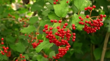 Viburnum berries grow on a branch in sunny summer day. A branch with bunches of viburnum sways in the wind. Juicy red berries of green leaves hang on the branches of a tree. . High quality 4k footage