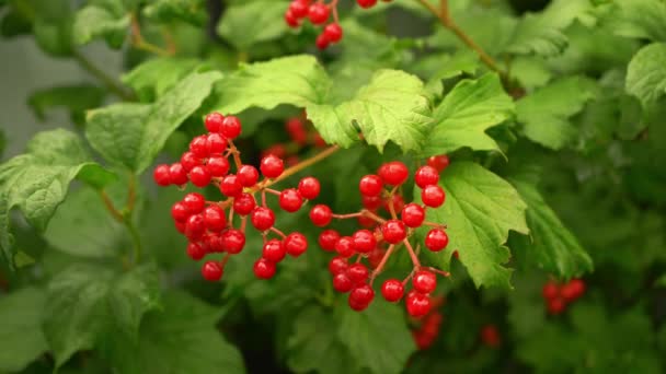 Viburnum Berries Grow Branch Sunny Summer Day Branch Bunches Viburnum — Videoclip de stoc